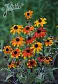 Rudbeckia triloba 'Prairie Glow'